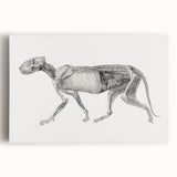 Anatomical Art Print - Tiger Body Dissection by George Stubbs - Detailed Scientific Illustration