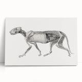 Anatomical Art Print - Tiger Body Dissection by George Stubbs - Detailed Scientific Illustration