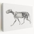 Anatomical Art Print - Tiger Body Dissection by George Stubbs - Detailed Scientific Illustration