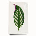 Romanticism Art - Maranta Porteana Leaf Illustration on Canvas