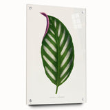 Romanticism Art - Maranta Porteana Leaf Illustration on Canvas