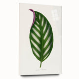 Romanticism Art - Maranta Porteana Leaf Illustration on Canvas