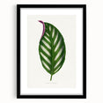 Romanticism Art - Maranta Porteana Leaf Illustration on Canvas