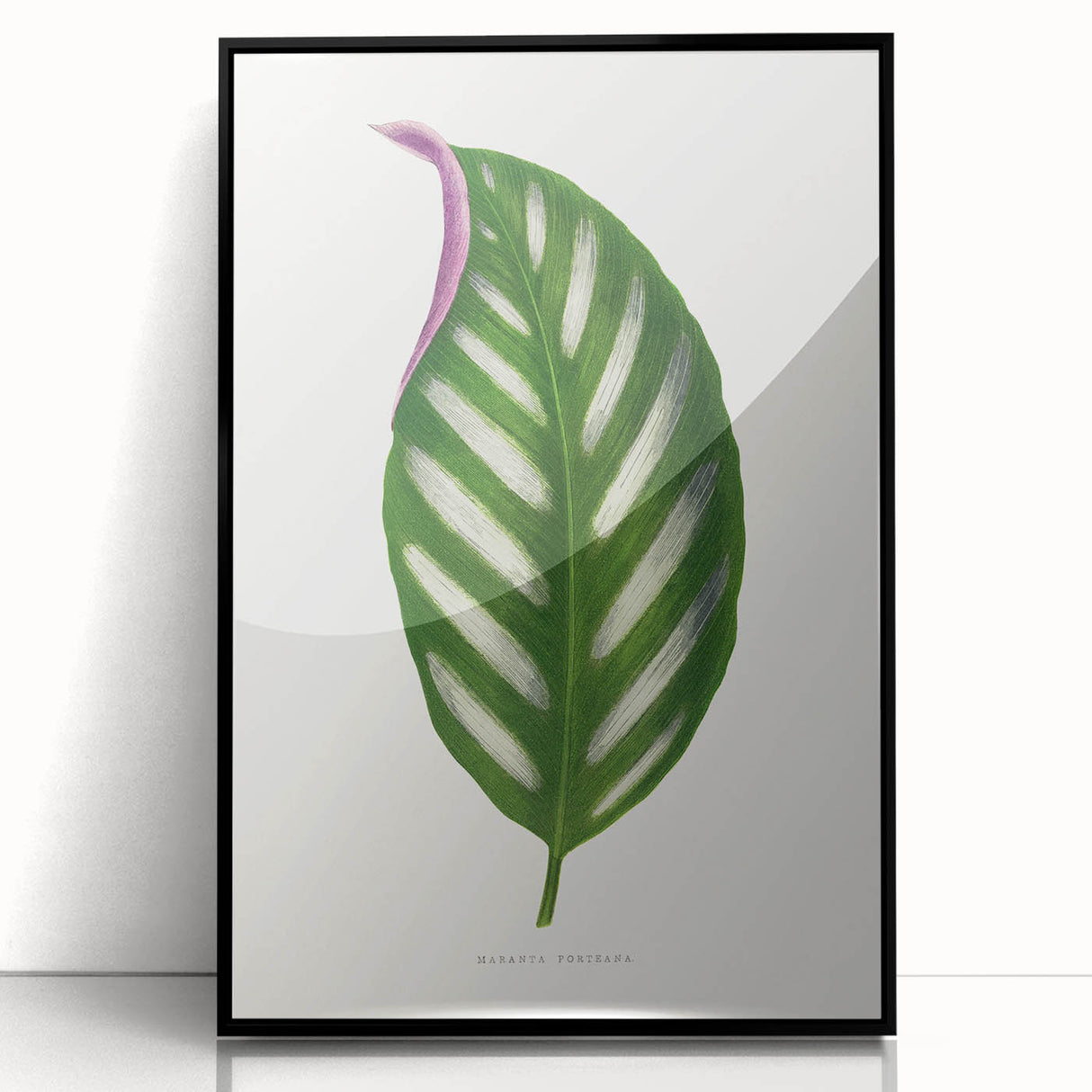 Romanticism Art - Maranta Porteana Leaf Illustration on Canvas