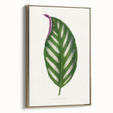 Romanticism Art - Maranta Porteana Leaf Illustration on Canvas