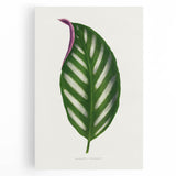 Romanticism Art - Maranta Porteana Leaf Illustration on Canvas
