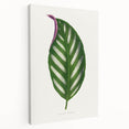 Romanticism Art - Maranta Porteana Leaf Illustration on Canvas