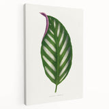 Romanticism Art - Maranta Porteana Leaf Illustration on Canvas