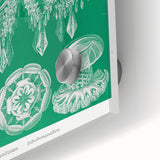 Modern Wall Art - Discomedusae by Ernst Haeckel - Intricate Marine Decor