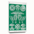 Modern Wall Art - Discomedusae by Ernst Haeckel - Intricate Marine Decor