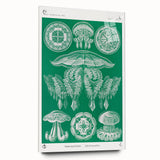 Modern Wall Art - Discomedusae by Ernst Haeckel - Intricate Marine Decor