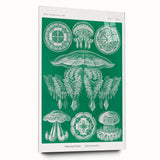 Modern Wall Art - Discomedusae by Ernst Haeckel - Intricate Marine Decor