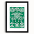 Modern Wall Art - Discomedusae by Ernst Haeckel - Intricate Marine Decor