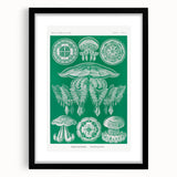 Modern Wall Art - Discomedusae by Ernst Haeckel - Intricate Marine Decor