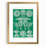 Modern Wall Art - Discomedusae by Ernst Haeckel - Intricate Marine Decor