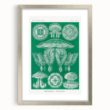 Modern Wall Art - Discomedusae by Ernst Haeckel - Intricate Marine Decor