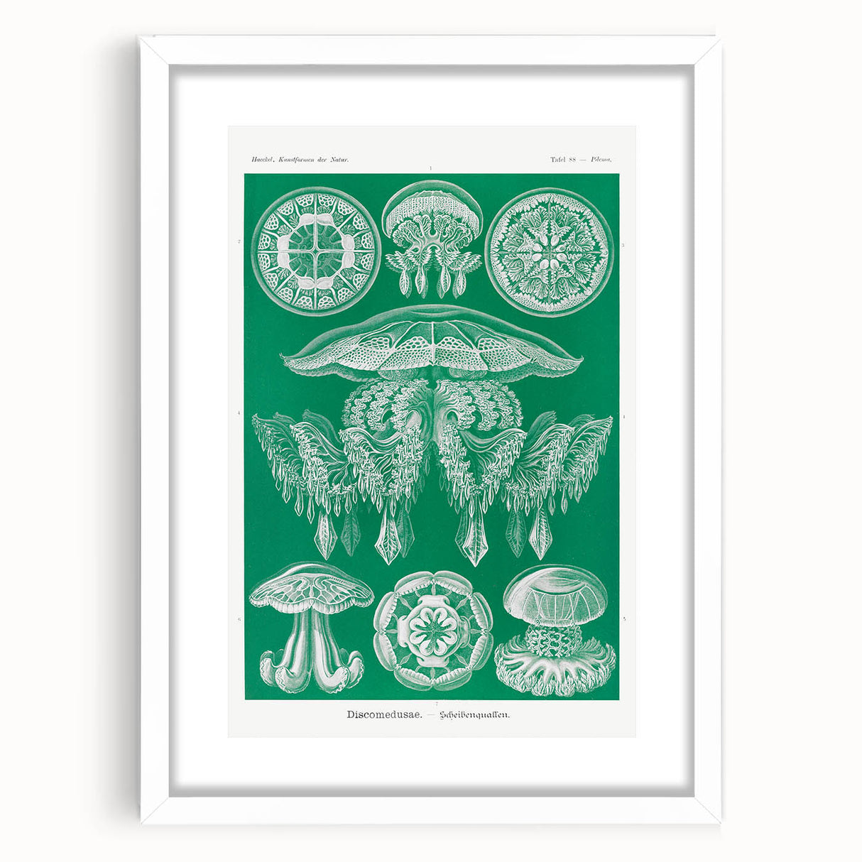 Modern Wall Art - Discomedusae by Ernst Haeckel - Intricate Marine Decor