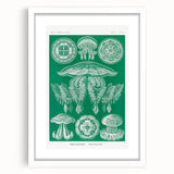 Modern Wall Art - Discomedusae by Ernst Haeckel - Intricate Marine Decor