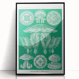 Modern Wall Art - Discomedusae by Ernst Haeckel - Intricate Marine Decor