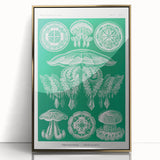 Modern Wall Art - Discomedusae by Ernst Haeckel - Intricate Marine Decor