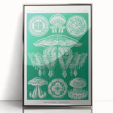 Modern Wall Art - Discomedusae by Ernst Haeckel - Intricate Marine Decor