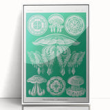 Modern Wall Art - Discomedusae by Ernst Haeckel - Intricate Marine Decor