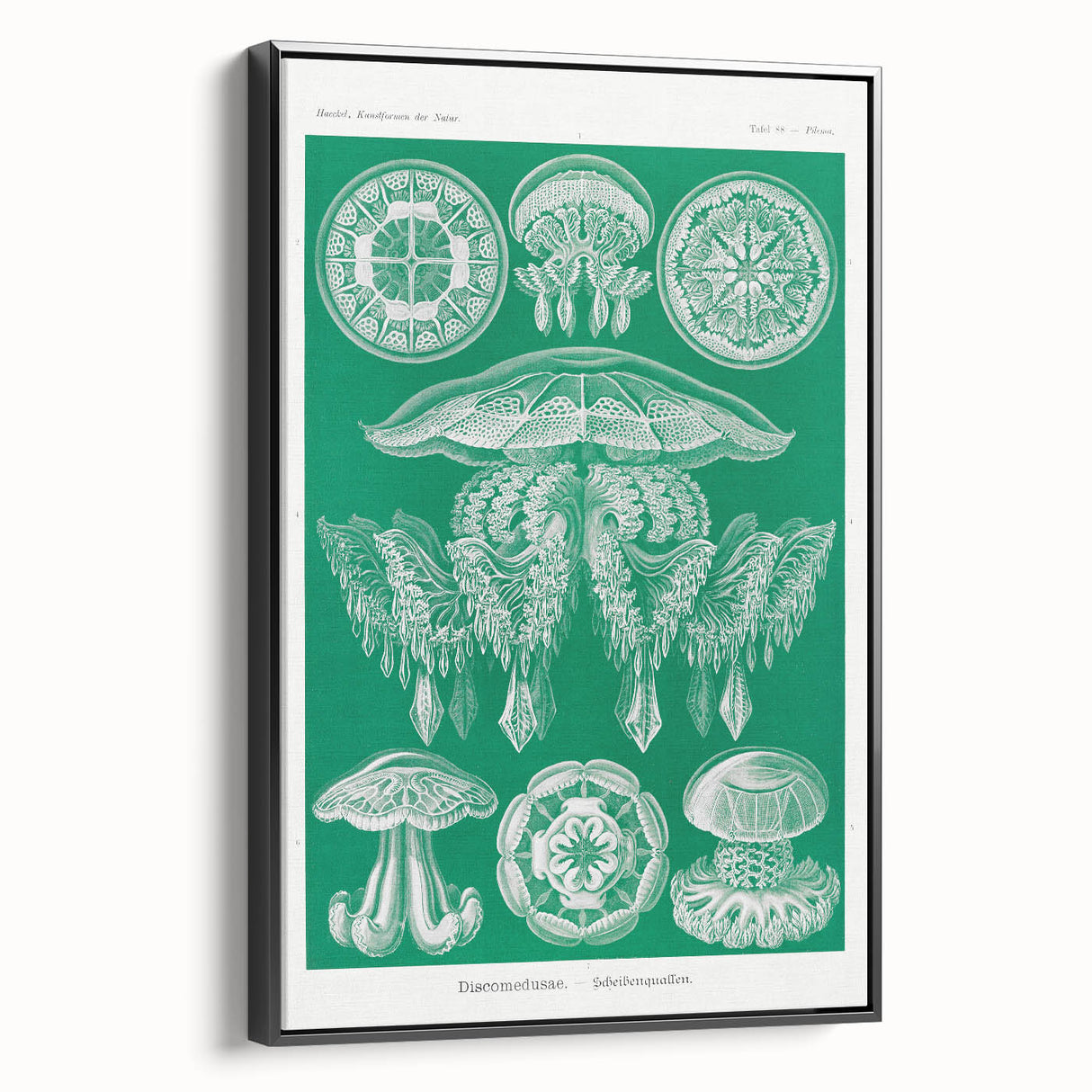 Modern Wall Art - Discomedusae by Ernst Haeckel - Intricate Marine Decor