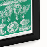 Modern Wall Art - Discomedusae by Ernst Haeckel - Intricate Marine Decor