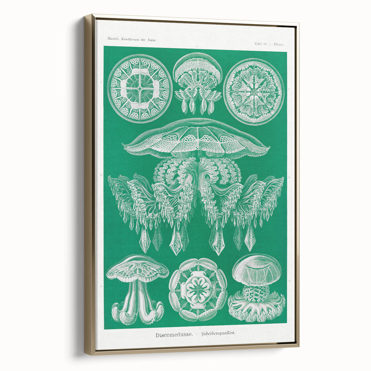 Modern Wall Art - Discomedusae by Ernst Haeckel - Intricate Marine Decor