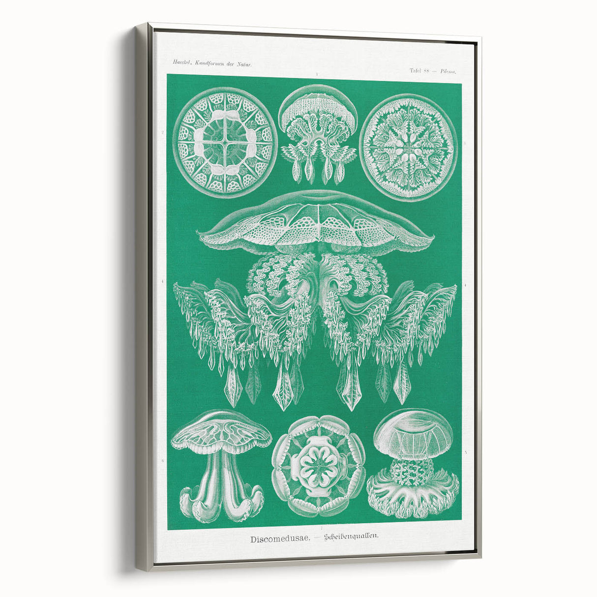 Modern Wall Art - Discomedusae by Ernst Haeckel - Intricate Marine Decor