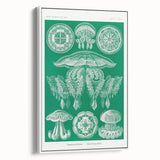 Modern Wall Art - Discomedusae by Ernst Haeckel - Intricate Marine Decor