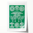 Modern Wall Art - Discomedusae by Ernst Haeckel - Intricate Marine Decor