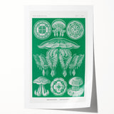 Modern Wall Art - Discomedusae by Ernst Haeckel - Intricate Marine Decor