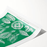 Modern Wall Art - Discomedusae by Ernst Haeckel - Intricate Marine Decor