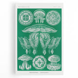 Modern Wall Art - Discomedusae by Ernst Haeckel - Intricate Marine Decor