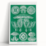 Modern Wall Art - Discomedusae by Ernst Haeckel - Intricate Marine Decor
