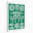 Modern Wall Art - Discomedusae by Ernst Haeckel - Intricate Marine Decor