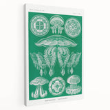 Modern Wall Art - Discomedusae by Ernst Haeckel - Intricate Marine Decor