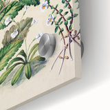 Classical Realism Botanical Art Print - Calceolaria & Mazus