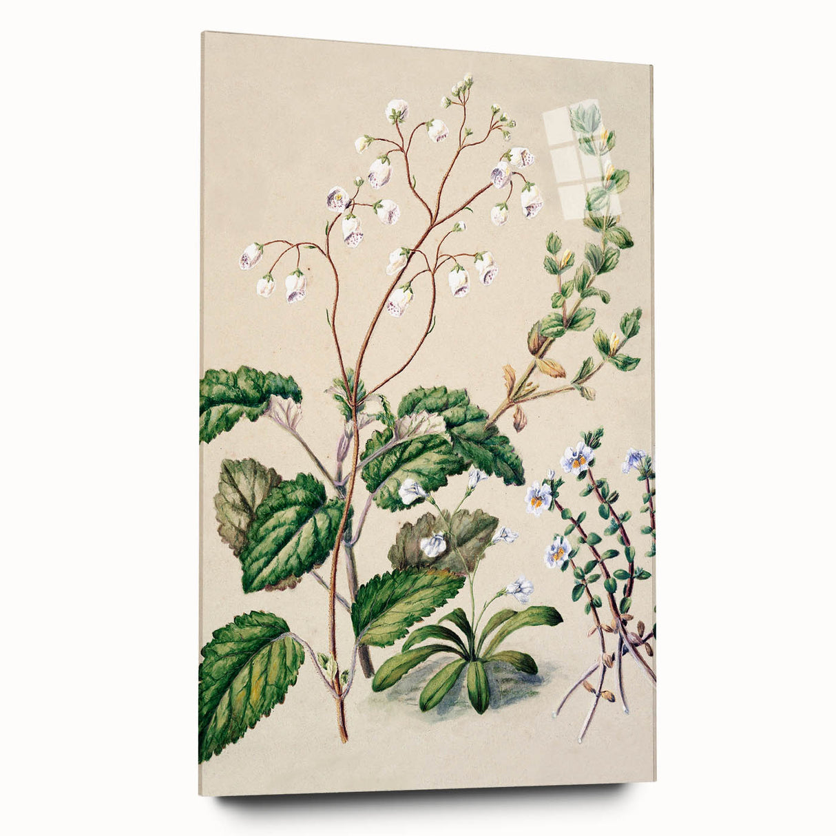 Classical Realism Botanical Art Print - Calceolaria & Mazus