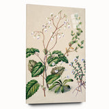 Classical Realism Botanical Art Print - Calceolaria & Mazus