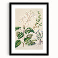 Classical Realism Botanical Art Print - Calceolaria & Mazus