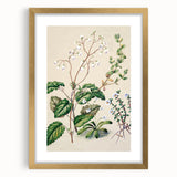 Classical Realism Botanical Art Print - Calceolaria & Mazus