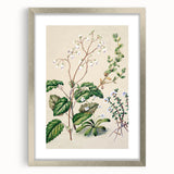 Classical Realism Botanical Art Print - Calceolaria & Mazus