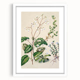 Classical Realism Botanical Art Print - Calceolaria & Mazus