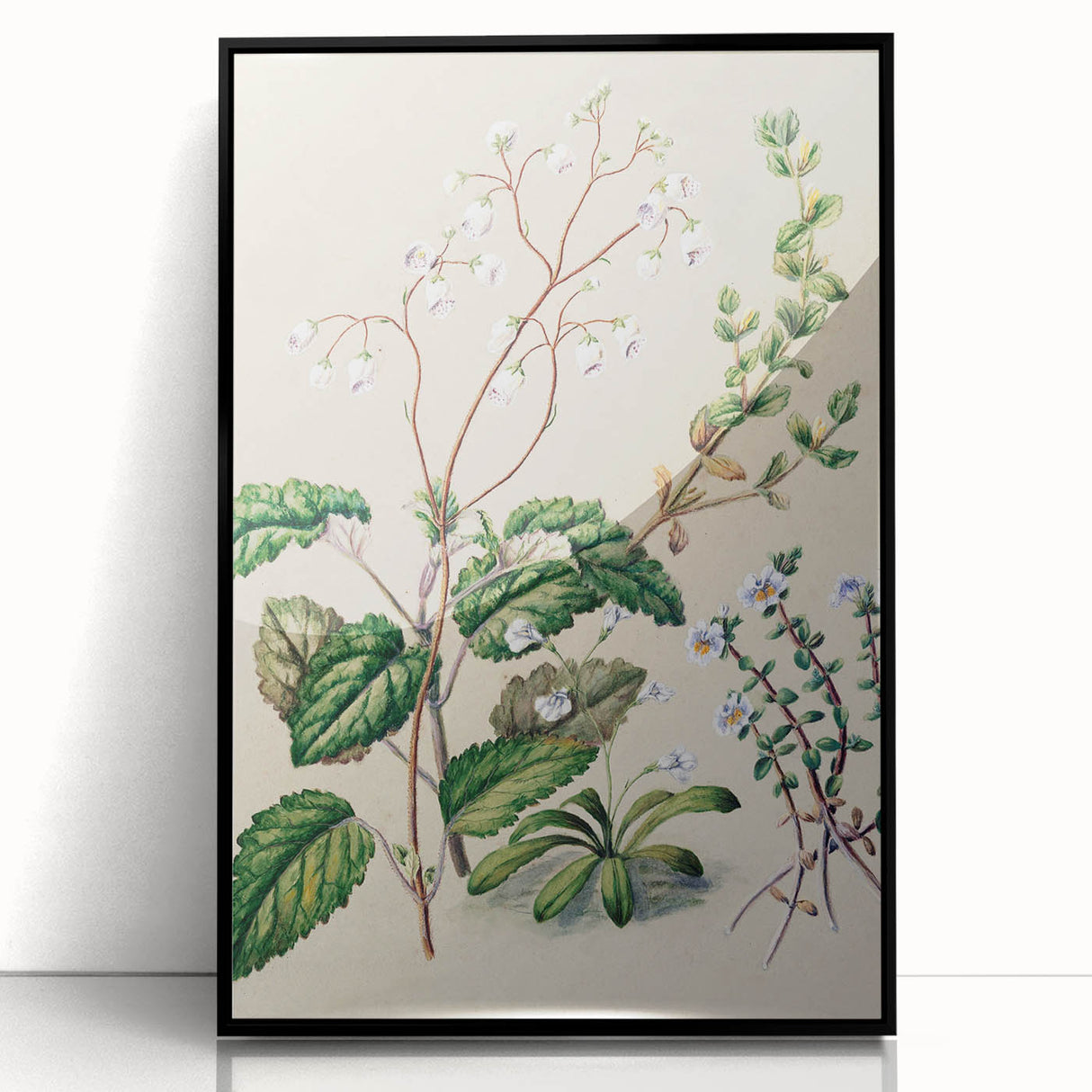 Classical Realism Botanical Art Print - Calceolaria & Mazus