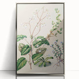 Classical Realism Botanical Art Print - Calceolaria & Mazus