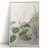 Classical Realism Botanical Art Print - Calceolaria & Mazus