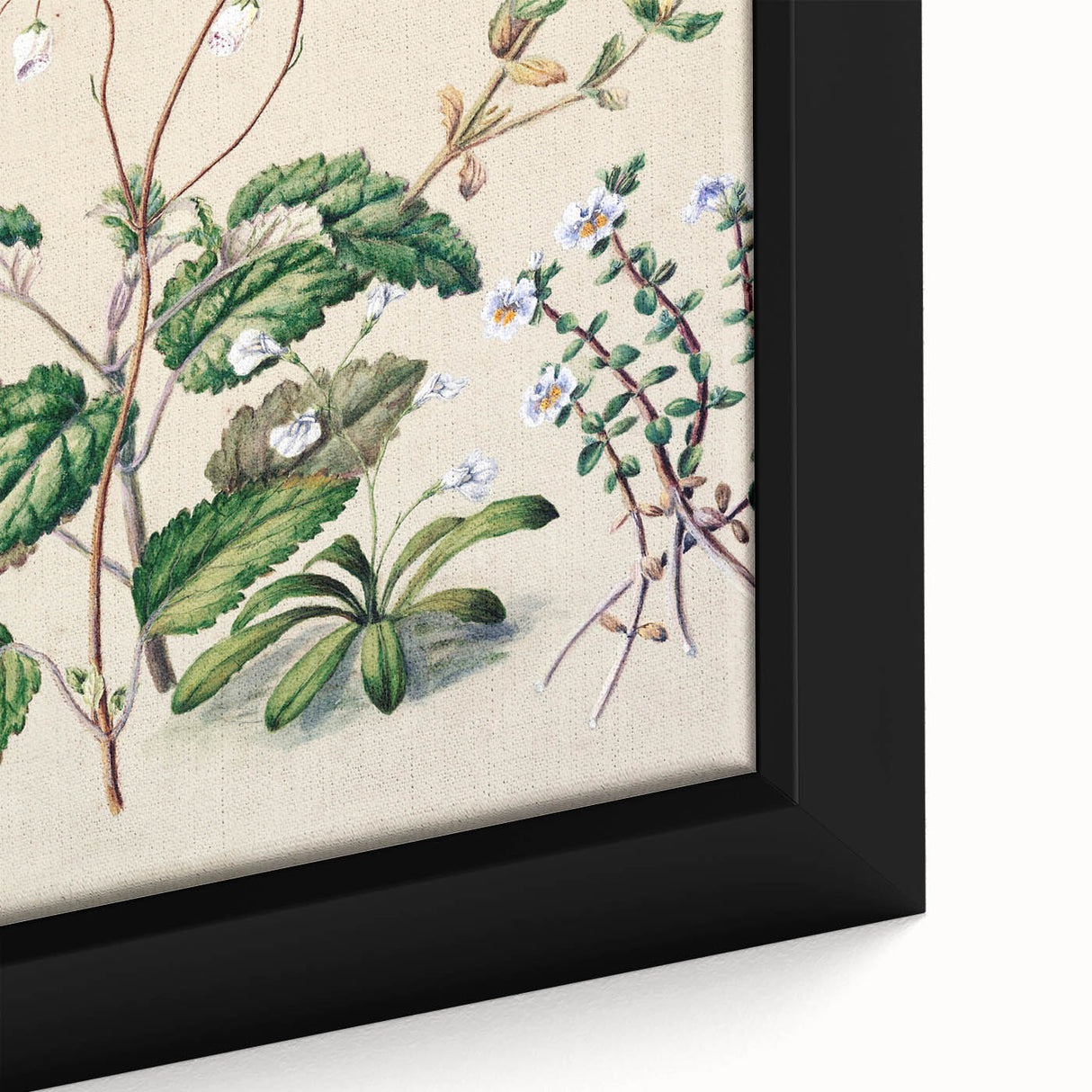 Classical Realism Botanical Art Print - Calceolaria & Mazus