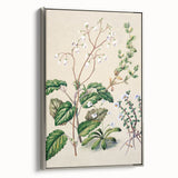 Classical Realism Botanical Art Print - Calceolaria & Mazus